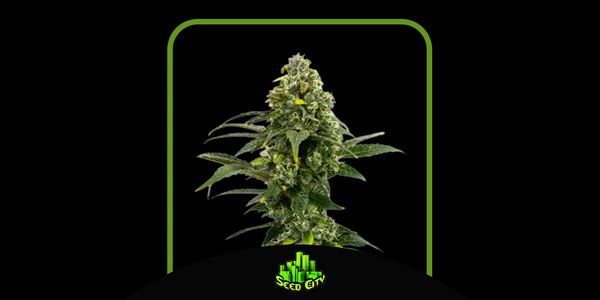 Greatest Amnesia Marijuana Seeds 2024